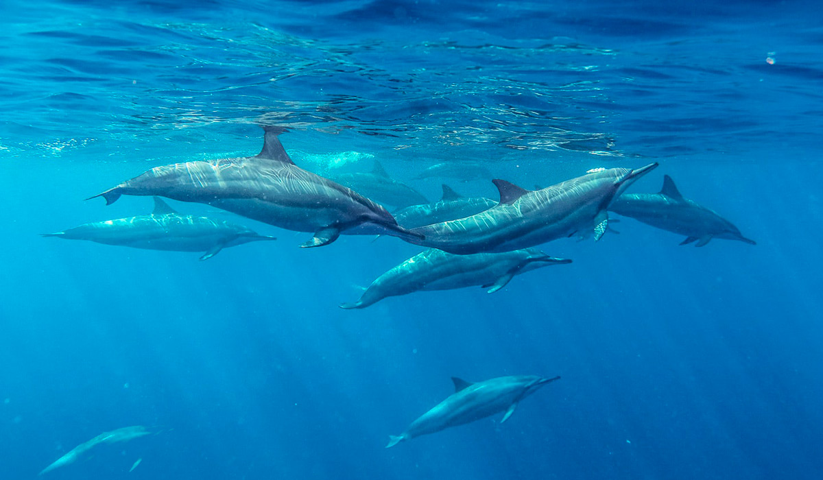 Maurice : quand les règles de protection marine restent lettre morte